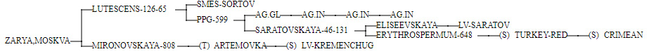 Figure1 Phylogenetic tree Figure1 Phylogenetic tree