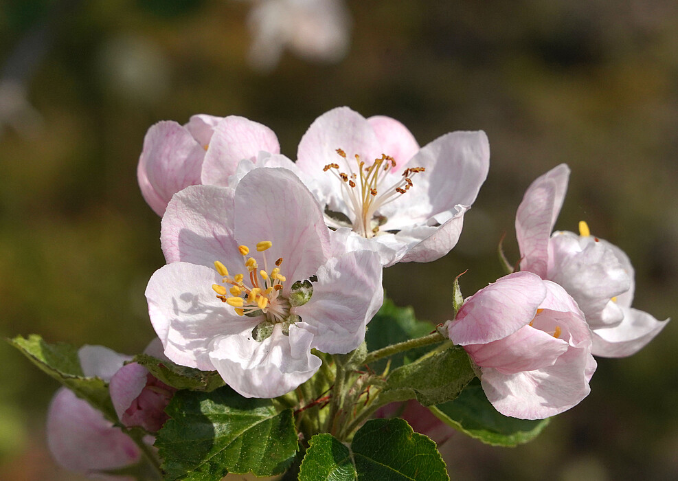 
	Je früher die Obstbaumblüte im Jahr einsetzt, desto höher das Risiko, dass die Blüten durch Spätfrost erfrieren - und ohne Blüte entstehen keine Früchte. (© Institut ZO/JKI)
