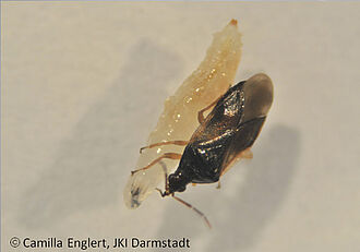 Orius majusculus saugt KEF Larve aus