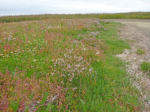 Location of Apium graveolens subsp. graveolens on the Baltic Sea,(Photo: H. Ringel)