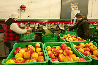 Arbeiter an der Sortiermaschine des KOB. (© S. Ketterer/JKI)