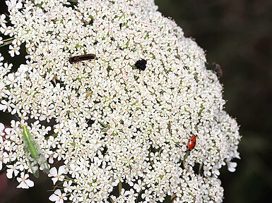 Nutzinsekten werden von heimischen Blühkräutern wie Wilder Möhre magisch angezogen (hier Florfliege, Marienkäfer, Schwebfliege, © R. Häuser/JKI)