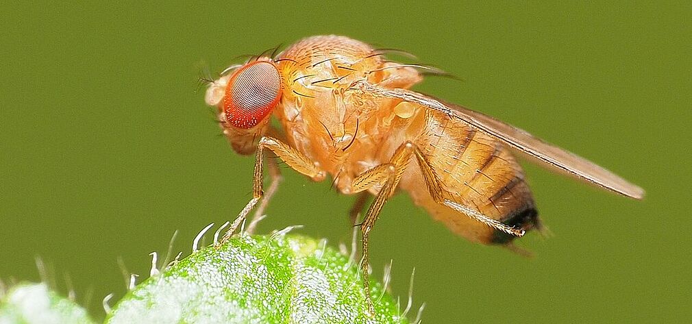 Von Katja Schulz - https://www.inaturalist.org/photos/182797703, CC BY 4.0, https://commons.wikimedia.org/w/index.php?curid=127038044