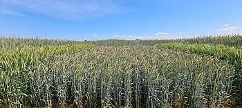 Semi-dwarf rye flanked by normal straw triticale and conventional rye. © Bernd Hackauf/JKI