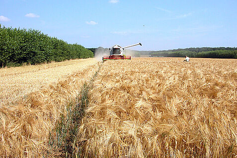 Ernte des Ackerstreifens im Agroforstsystem, rechts und links schnell wachsende Gehölzstreifen. (© Lamerre/JKI) 