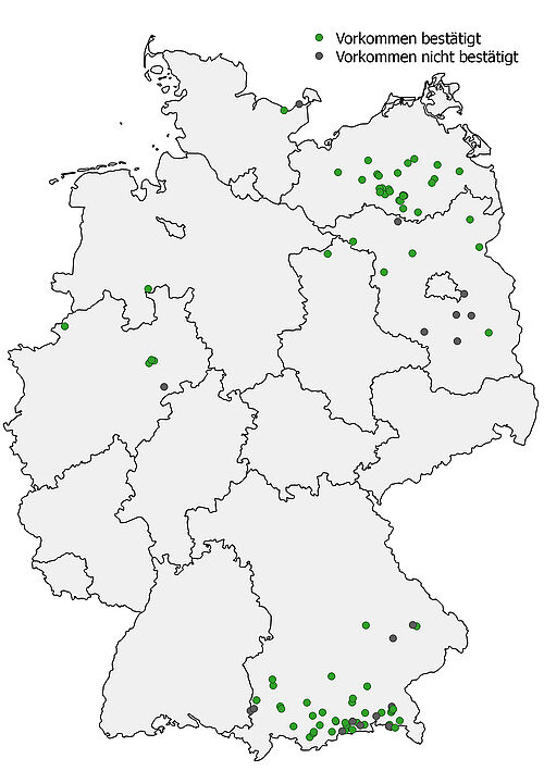 In 2015 confirmed (green) and unconfirmed (blue) occurrences of Helosciadium repens (Fig.: M. Bönisch, JKI).