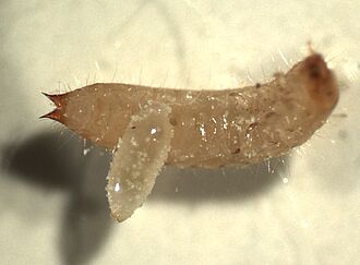 Holepyris sylvanidis, Larve auf Wirtslarve