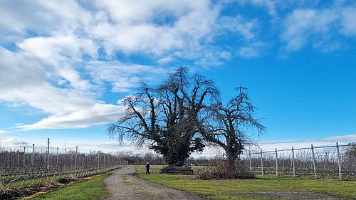 Obsthof Gierer (© B. Wenzel/JKI)