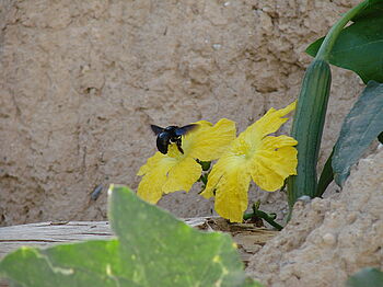 Carpenter bee (Xylocopa) visits cucumber flower. Carpenter bees prefer warm climatic conditions, which is one reason for their mainly tropical and subtropical distribution. (© Dietzsch/JKI)