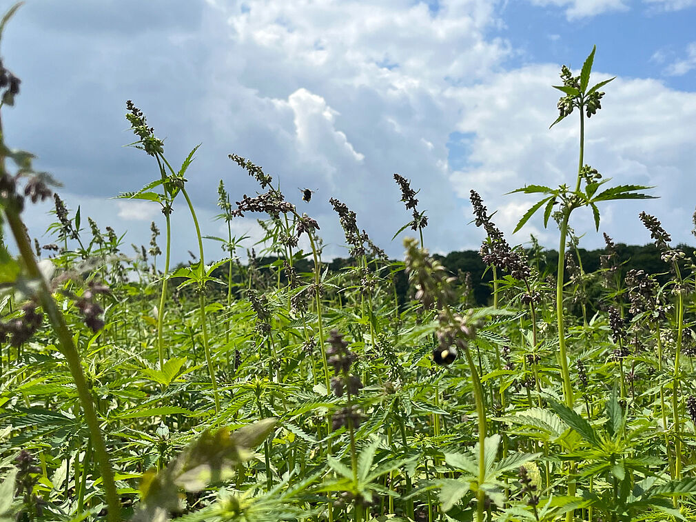 Mit beginnender männlicher Blüte waren Hummeln und andere Bestäuber Dauergäste im Hanfvorversuch. JKI, Lewerenz, 2025