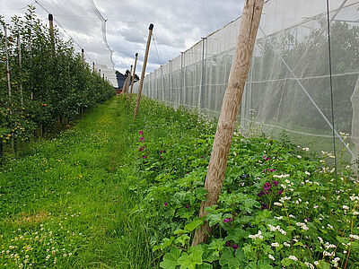 Mehrjähriger Blühstreifen in der Region West. (©P. Trierweiler/DLR-RP)
