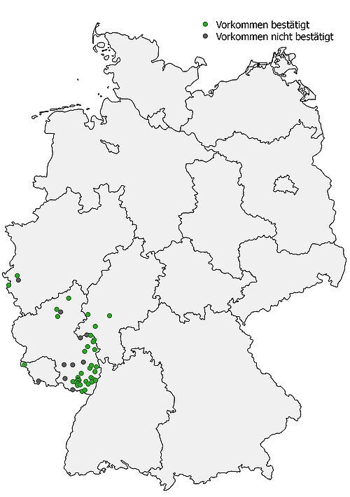 In 2015 confirmed (green) and unconfirmed (blue) occurrences of Helosciadium nodiflorum (Fig.: M. Bönisch, JKI).