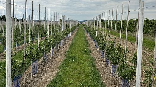 Obstbau Ebenheit-Griesbach Wedler (© R. Häuser/JKI)