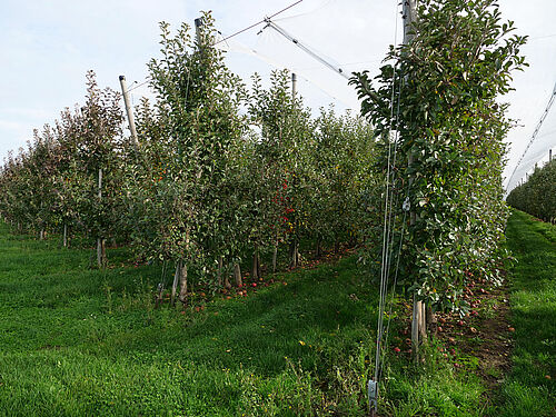 Obstbau Watzig (© S. Ketterer/JKI-OW)