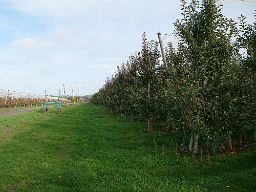 Obstbau Watzig (© S. Ketterer/JKI-OW)