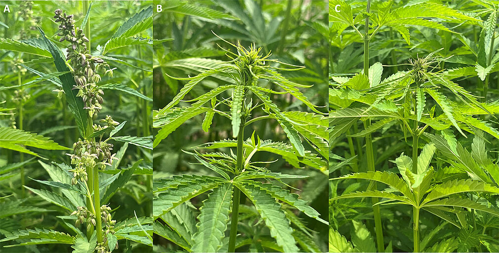 Hanf ist eine der wenigen Pflanzen, die diözisch und windvermehrend ist. Bei diözischem Hanf (Finola 2) sind männliche (A) und weibliche Blüten auf getrennten Pflanzen. Bei der Züchtung neuer Sorten wird nach Monözie selektiert (z.B. Ostara 9, (C)). JKI-PB, Lewerenz 2026