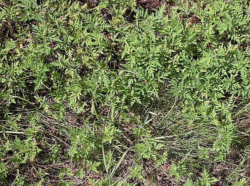 Beifuß-Ambrosie (Ambrosia artemisiifolia) Foto: A. Verschwele /JKI