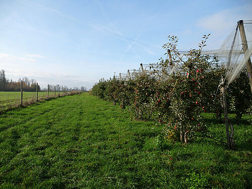 Obsthof Werner (© S. Ketterer/JKI-OW)