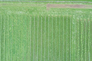 Luftbild Apfelanlage mit bearbeitetem Randstreifen (gemulcht) für Blühstreifenaussaat  (© R. Häuserz/JKI)