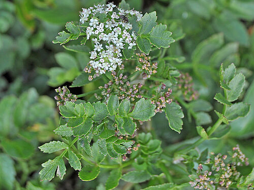 Helosciadium nodiflorum, (Photo: A. Wilhelm)