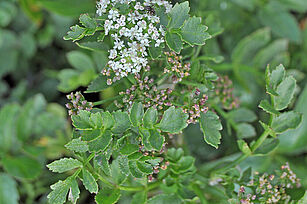 Helosciadium nodiflorum, (Photo: A. Wilhelm)