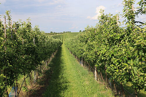Obstfarm Pietzsch & Winkler (© R. Häuser/JKI)