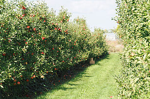 Obstbaumstreifen mit gemulchter Fahrgasse (© R. Häuser/JKI)