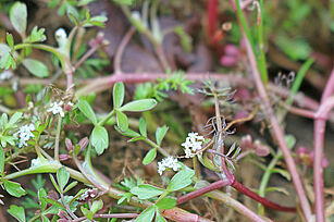 Helosciadium inundatum, (Photo: M. Bönisch/JKI)