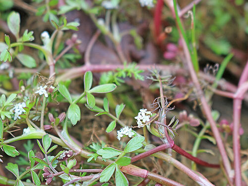 Helosciadium inundatum, (Photo: M. Bönisch/JKI)