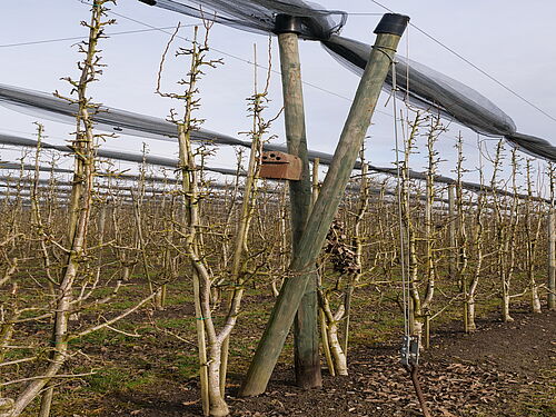 Apfelhof Langenstein (© S. Ketterer/JKI)