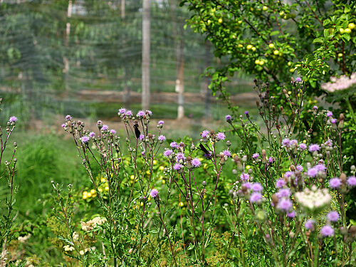 Obsthof Hauschildt's FruchtBar (© S. Ketterer/JKI)