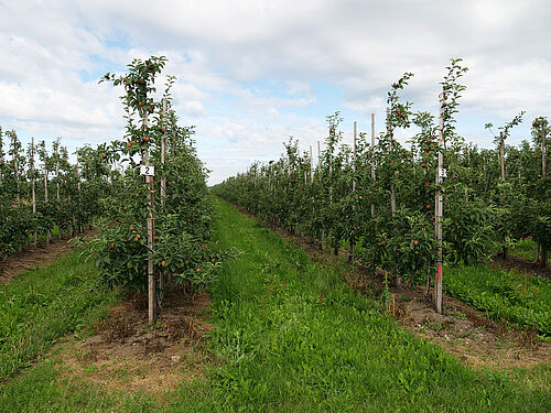 Obsthof Hastedt (© S. Ketterer/JKI)