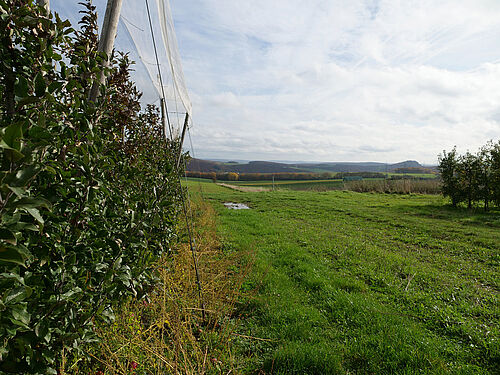 Obstbau Watzig (© S. Ketterer/JKI-OW)