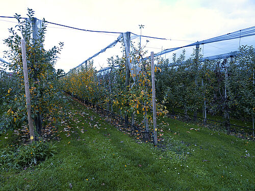 Schmitz-Hübsch (© S. Ketterer/JKI-OW)