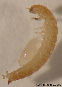 Larve von Tribolium castaneum an T. confusum
Wirtslarve