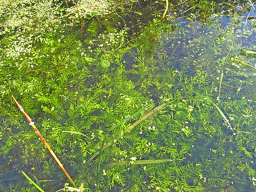 Flooding Helosciadium inundatum,(Photo: A. Krumbiegel/JKI)