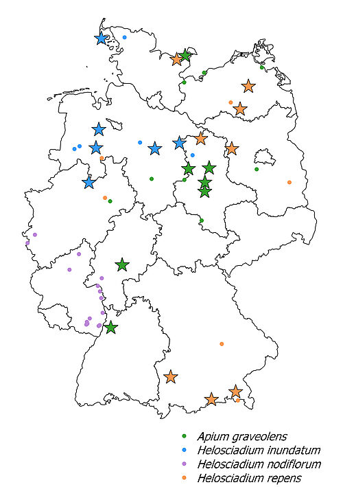 Occurrence of the four wild celery species in Germany for which genetic reserves have been proposed (symbol: dot) and have already been established (symbol: star).