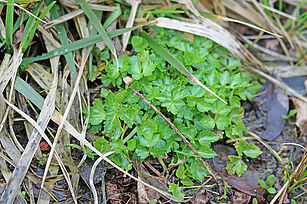 Apium graveolens subsp. graveolens, (Photo: M. Bönisch, JKI)