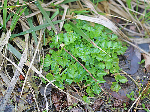 Apium graveolens subsp. graveolens, (Photo: M. Bönisch, JKI)