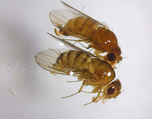 Weibchen von D. suzukii (oben, mit durchgehenden Rückenbändern (Tergitbändern) und von D. immigrans (unten, mit unterbrochenen und zur Rückenmitte dicker werdenden Tergitbändern) © Dr. Heidrun Vogt, JKI Dossenheim