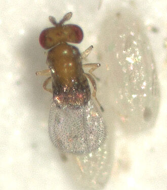 Trichogramma