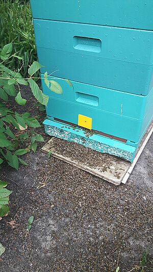 Akute Bienenvergiftung durch bienentoxisches Insektizid. Quelle: UBieV, JKI