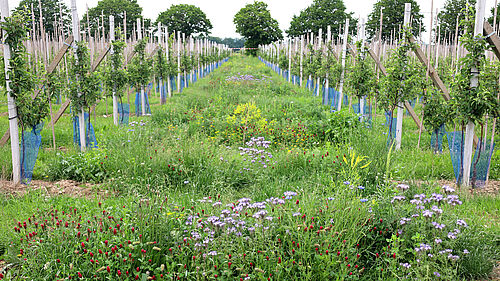 Obstbau Ebenheit-Griesbach Wedler (© R. Häuser/JKI)