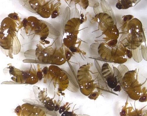 Probe mit zahlreichen D. suzukii und D. immigrans-Weibchen © Dr. Heidrun Vogt, JKI Dossenheim