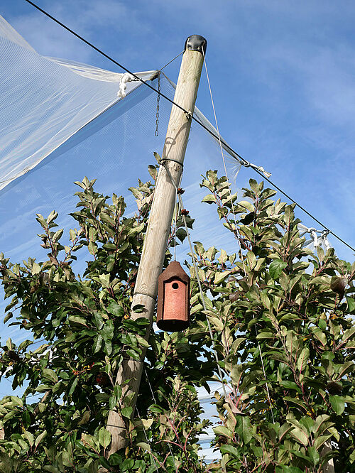 Obstbau Watzig (© S. Ketterer/JKI-OW)