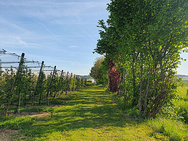 In die Gehölzstruktur am Rand der Obstanlage können sich Nützlinge zurückziehen. (©P. Trierweiler/DLR-RP)