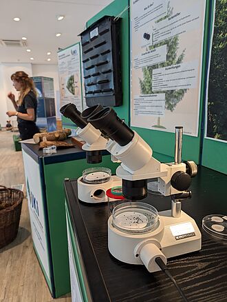 Unter dem Mikroskop konnten 2 verschiedene Borkenkäferarten studiert werden. Das Publikum war erstaunt, wie klein die Schadinsekten sind, die im Harz solch massive Schäden hervorrufen.