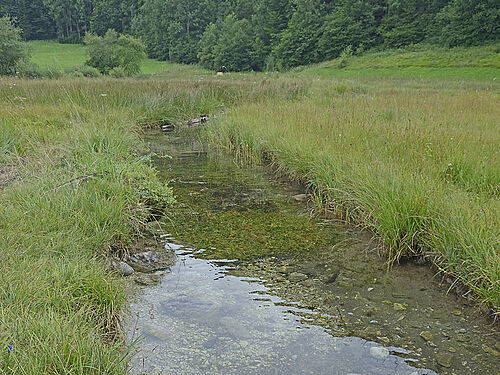 Location of Helosciadium repens in Bavaria, (Photo: A. & I. Wagner)