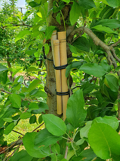 Die Ohrwurmrefugien sollten von oben witterungsgeschützt sein. Der Eingang für die Ohrwürmer befindet sich am unteren Ende. (©P. Trierweiler/DLR-RP)