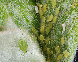 Blattlauskolonie auf Quitte mit Schwebfliegenei (© R. Häuser/JKI)